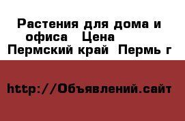 Растения для дома и офиса › Цена ­ 450 - Пермский край, Пермь г.  »    